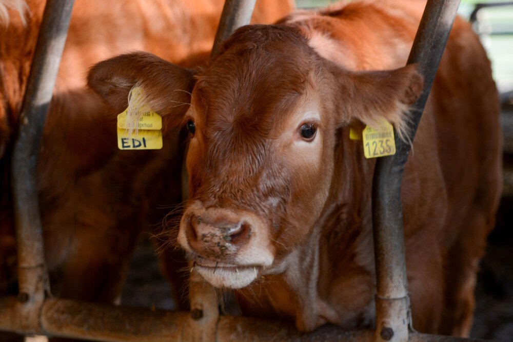 Ile kosztuje kilogram żywca – stawki w skupie