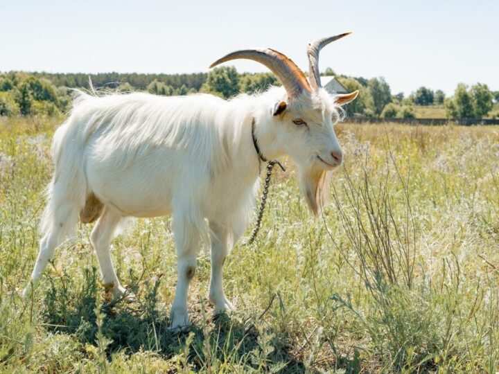 Ile kosztuje koza – aktualne ceny i porady zakupu