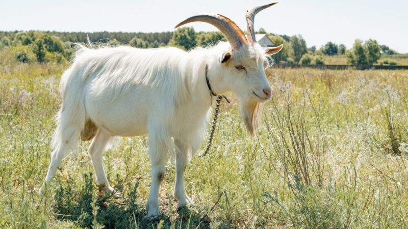 Ile kosztuje koza – aktualne ceny i porady zakupu