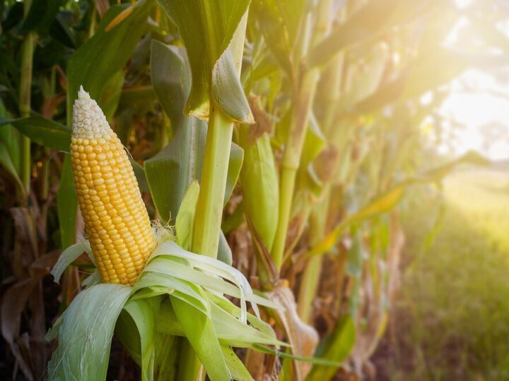 Ile kosztuje kukurydza – aktualne ceny skupu i prognozy