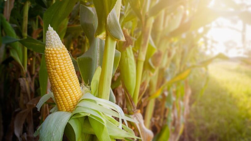 Ile kosztuje kukurydza – aktualne ceny skupu i prognozy