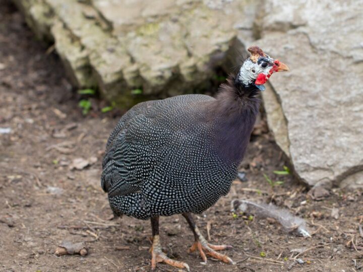Ile kosztuje perliczka – aktualne ceny i opłacalność hodowli