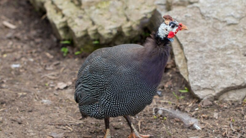 Ile kosztuje perliczka – aktualne ceny i opłacalność hodowli