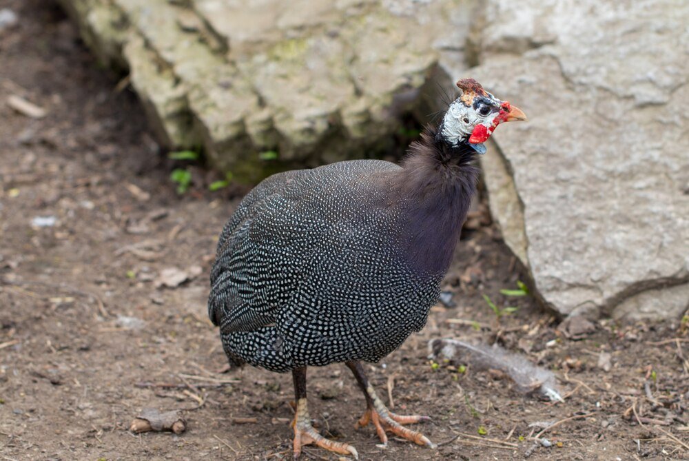 Ile kosztuje perliczka – aktualne ceny i opłacalność hodowli