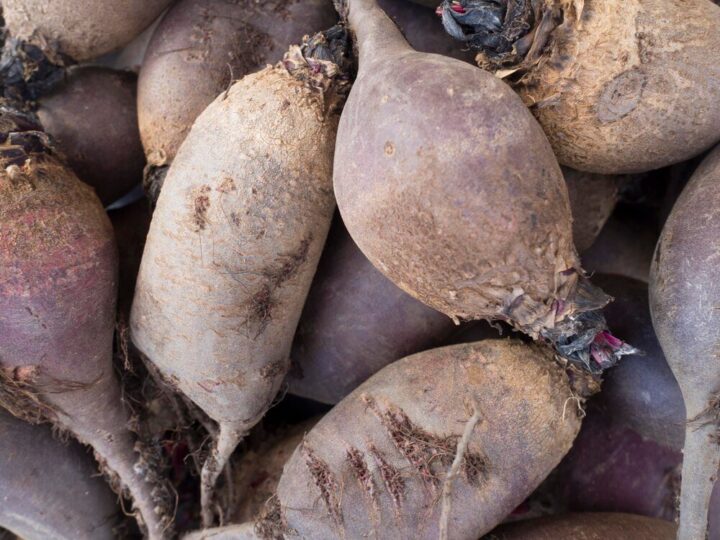 Ile kosztuje tona buraka cukrowego?