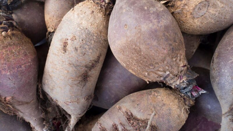 Ile kosztuje tona buraka cukrowego?