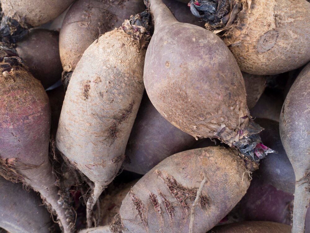 Ile kosztuje tona buraka cukrowego?