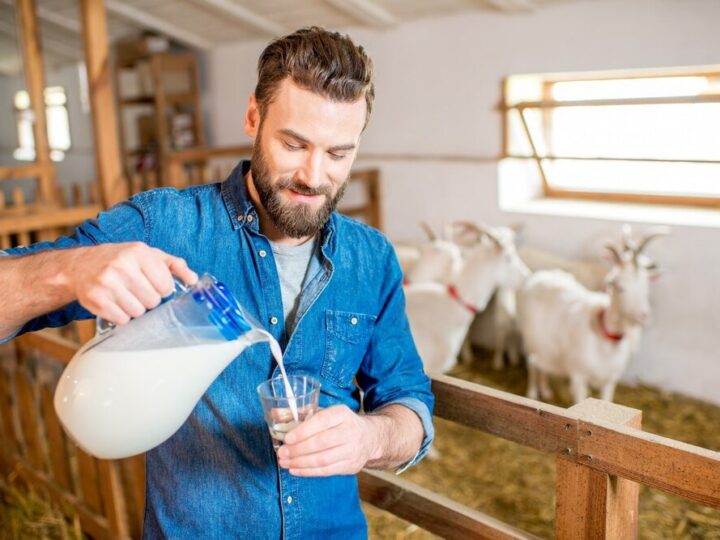 Ile procent ma mleko prosto od krowy?