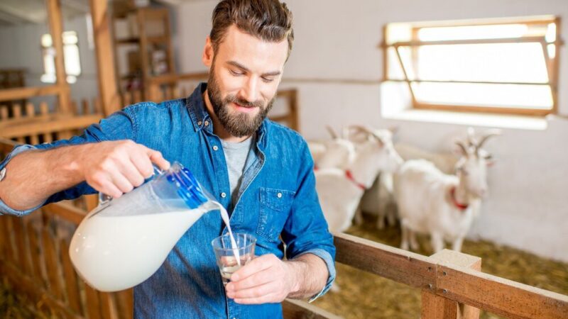 Ile procent ma mleko prosto od krowy?