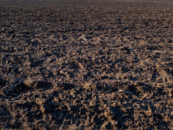 Jak długo działa mocznik w glebie – czas uwalniania azotu i efekty