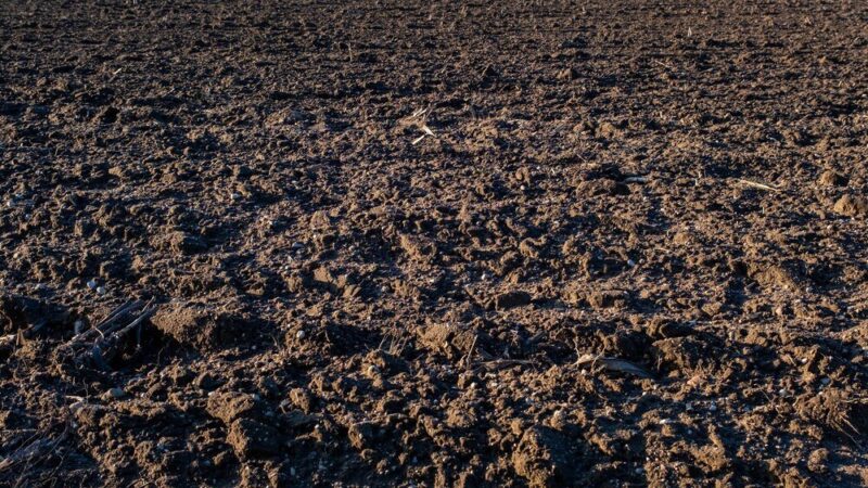 Jak długo działa mocznik w glebie – czas uwalniania azotu i efekty