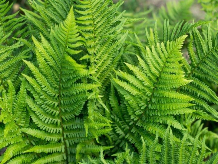 Jak pielęgnować paprotki – praktyczny poradnik dla początkujących