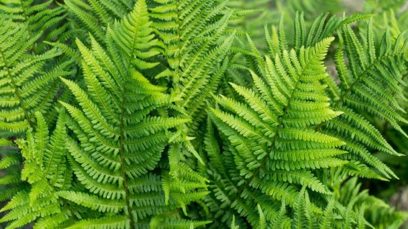 Jak pielęgnować paprotki – praktyczny poradnik dla początkujących