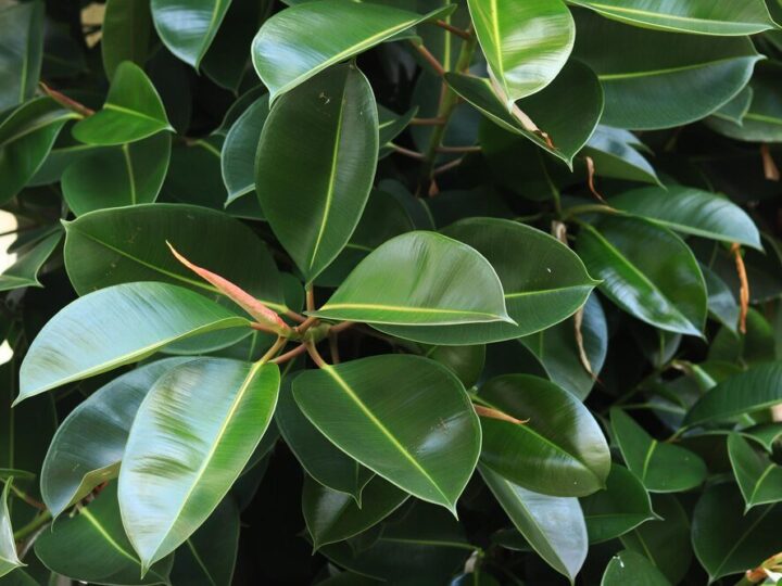 Jak rozmnożyć szeflerę – krok po kroku w domu