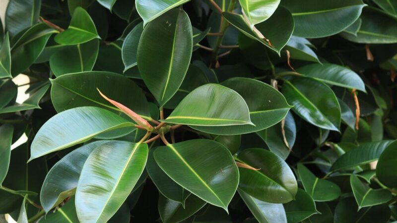 Jak rozmnożyć szeflerę – krok po kroku w domu