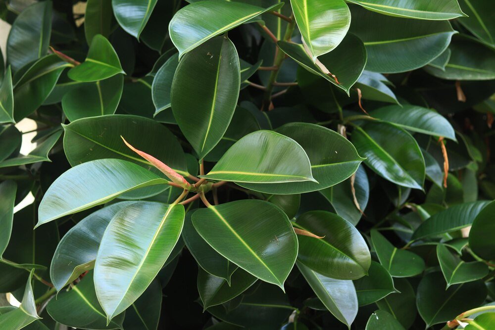 Jak rozmnożyć szeflerę – krok po kroku w domu