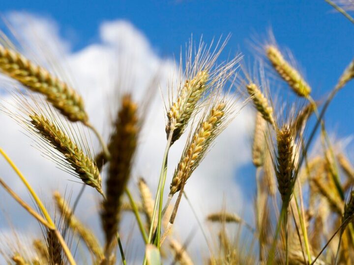 Jak stosować tabletki do gazowania zboża – zasady bezpieczeństwa i dawkowanie