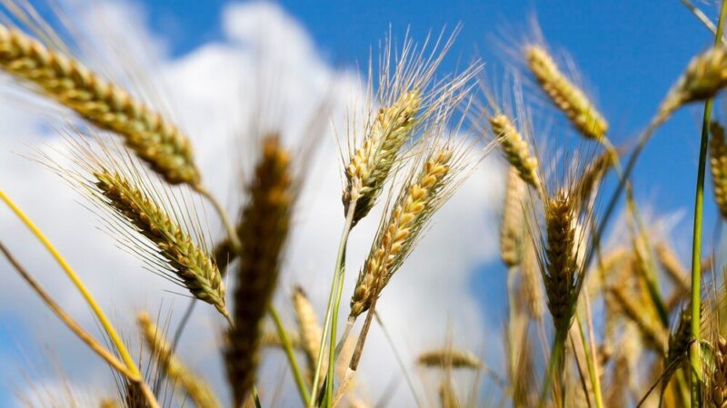 Jak stosować tabletki do gazowania zboża – zasady bezpieczeństwa i dawkowanie