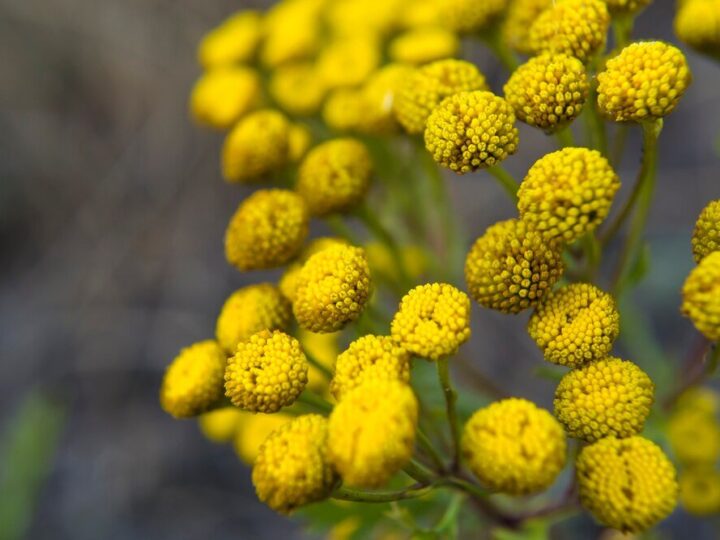 Jak suszyć wrotycz – domowe sposoby krok po kroku