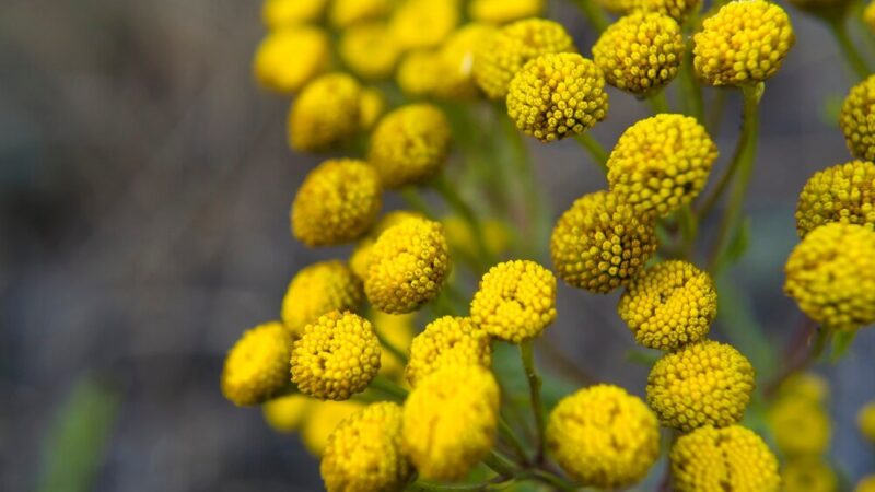 Jak suszyć wrotycz – domowe sposoby krok po kroku