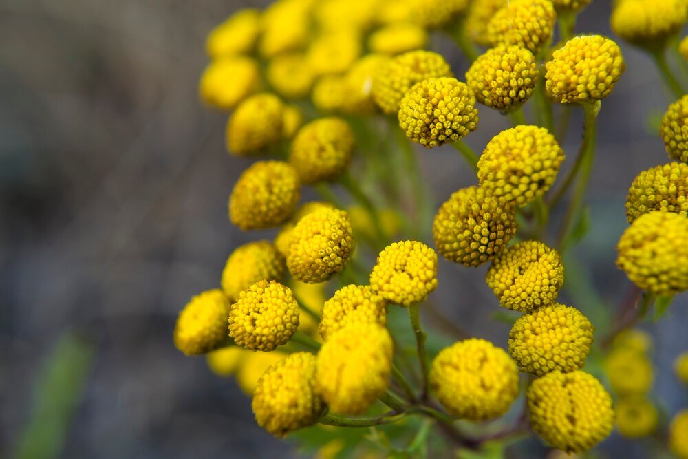 Jak suszyć wrotycz – domowe sposoby krok po kroku