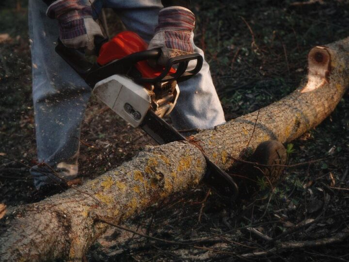 Jak umotywować wniosek o wycięcie drzewa – praktyczny poradnik
