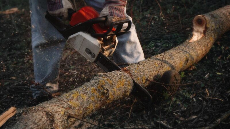 Jak umotywować wniosek o wycięcie drzewa – praktyczny poradnik