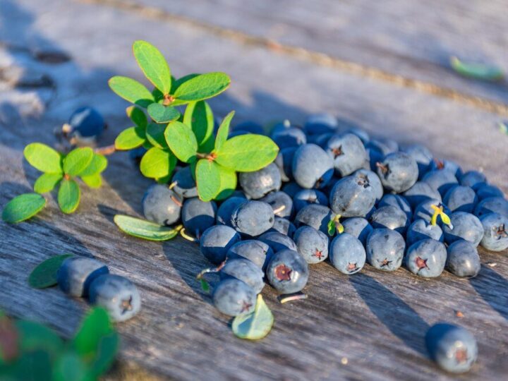 Jak zabezpieczyć borówki przed ptakami – skuteczne i humanitarne sposoby