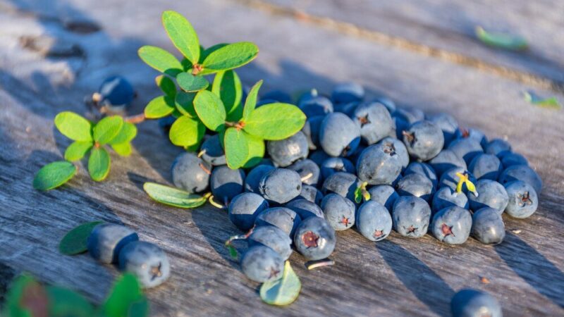 Jak zabezpieczyć borówki przed ptakami – skuteczne i humanitarne sposoby