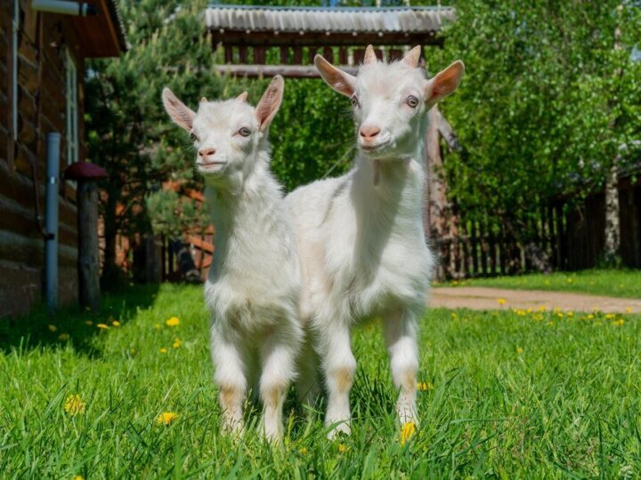 Jak zacząć hodowlę kóz: Kompletny przewodnik dla początkujących