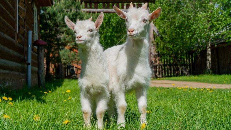 Jak zacząć hodowlę kóz: Kompletny przewodnik dla początkujących