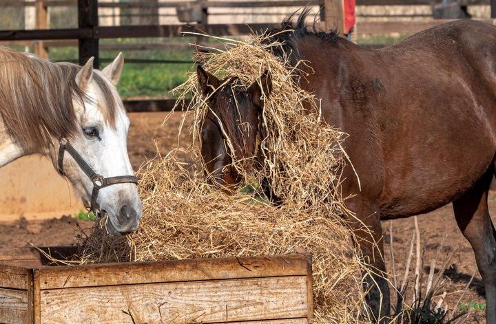 Jak zrobić paśnik dla koni – prosta konstrukcja krok po kroku