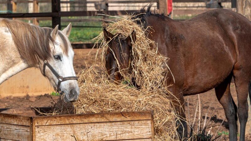 Jak zrobić paśnik dla koni – prosta konstrukcja krok po kroku