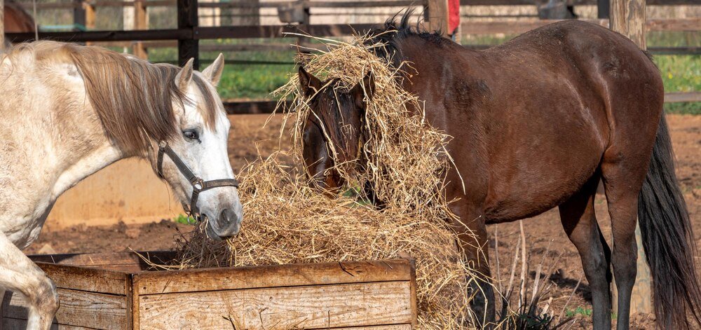 Jak zrobić paśnik dla koni – prosta konstrukcja krok po kroku