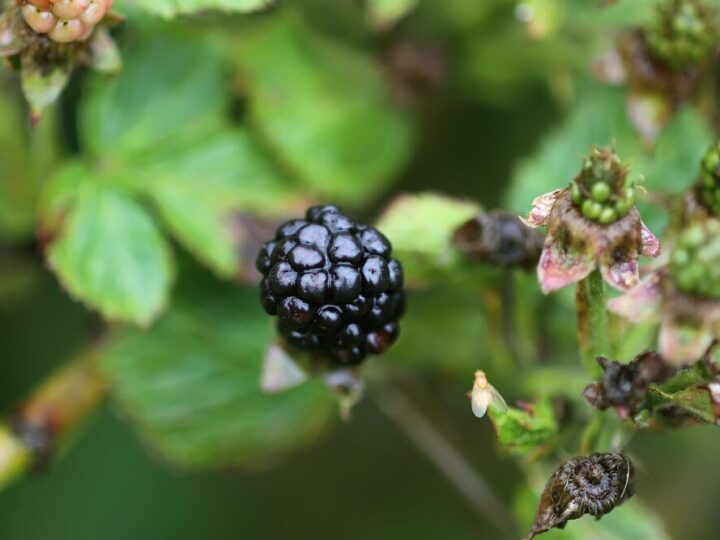 Jeżyna bezkolcowa – uprawa w ogrodzie krok po kroku