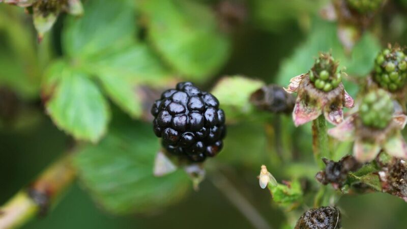 Jeżyna bezkolcowa – uprawa w ogrodzie krok po kroku
