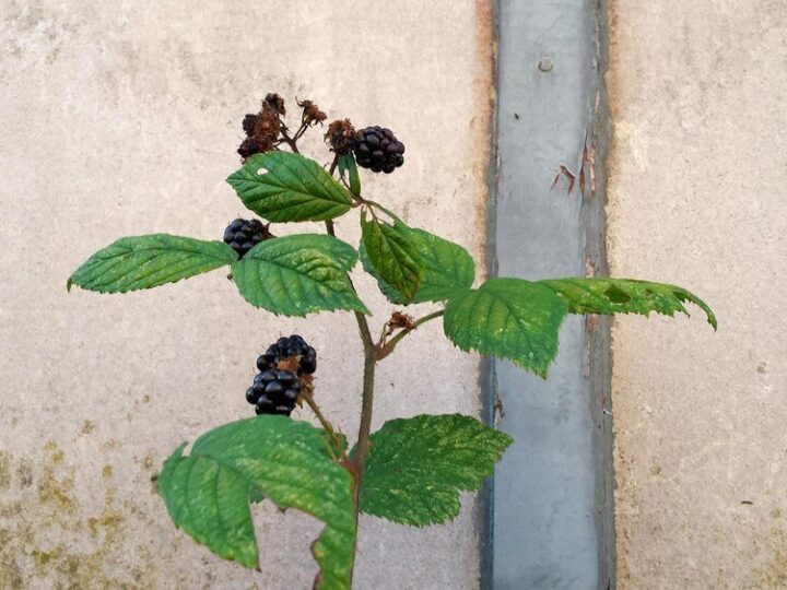 Jeżyna bezkolcowa – właściwości, uprawa i najlepsze odmiany