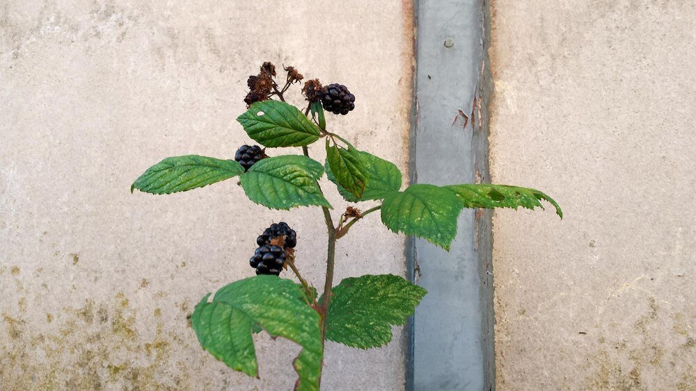 Jeżyna bezkolcowa – właściwości, uprawa i najlepsze odmiany