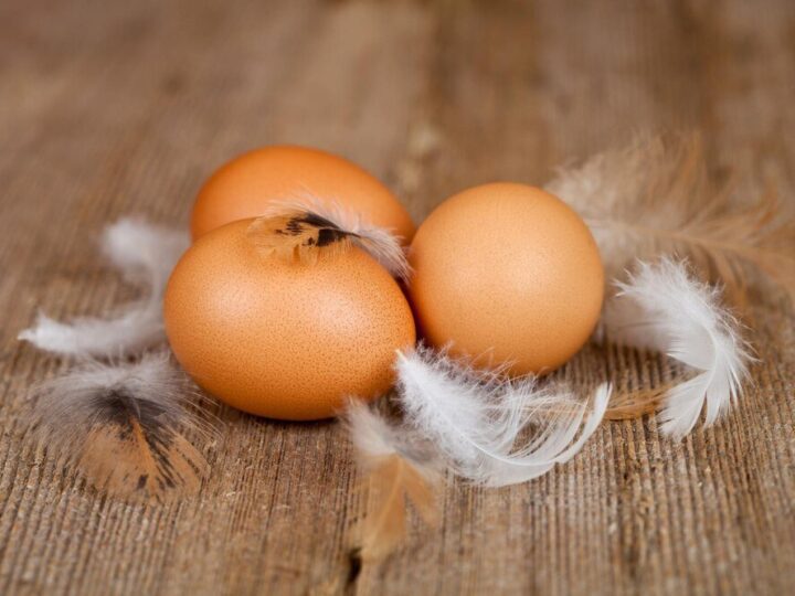 Kiedy kura znosi pierwsze jajko – wiek dojrzewania i warunki odchowu