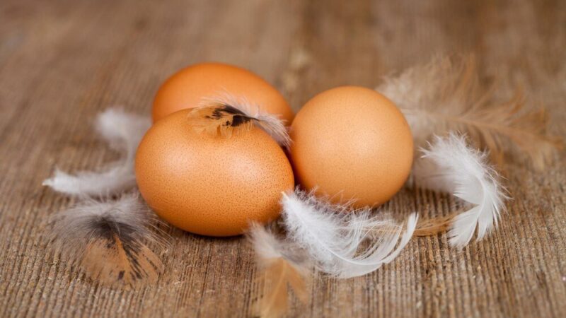 Kiedy kura znosi pierwsze jajko – wiek dojrzewania i warunki odchowu