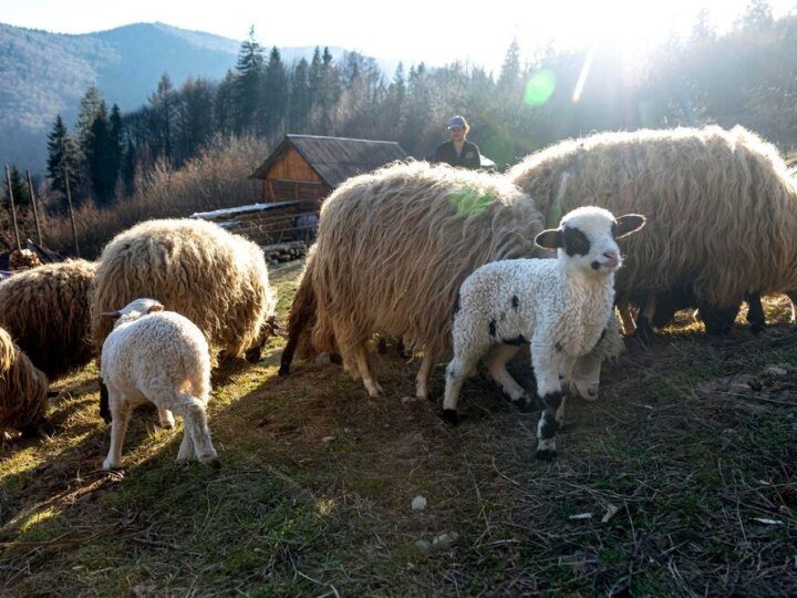 Kiedy owca daje mleko – okres laktacji i wydajność mleczna