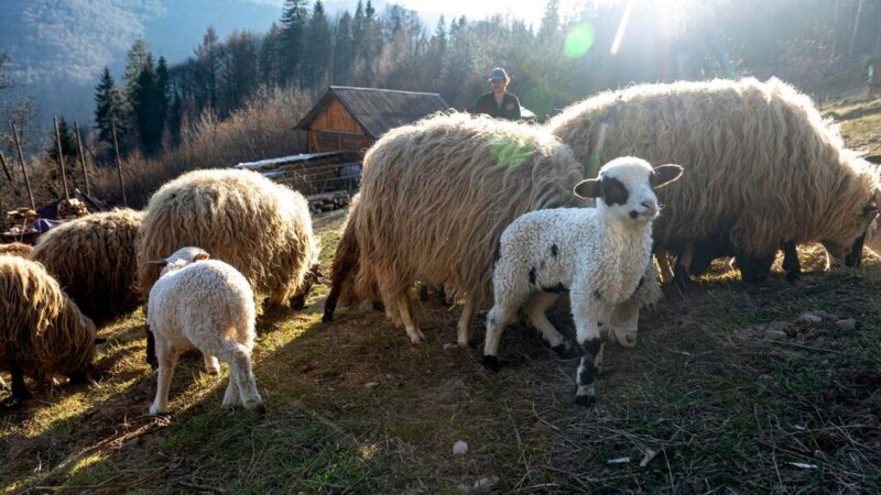 Kiedy owca daje mleko – okres laktacji i wydajność mleczna