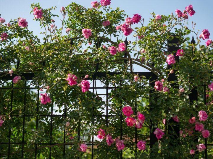 Kiedy sadzić róże pnące – terminy i wskazówki