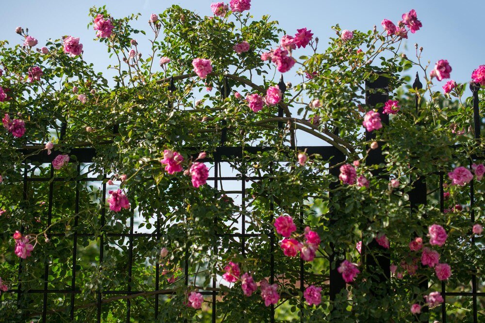 Kiedy sadzić róże pnące – terminy i wskazówki
