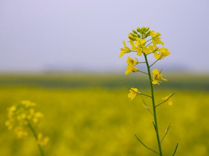 Kiedy siać gorczycę na nawóz zielony – terminy i praktyczne wskazówki