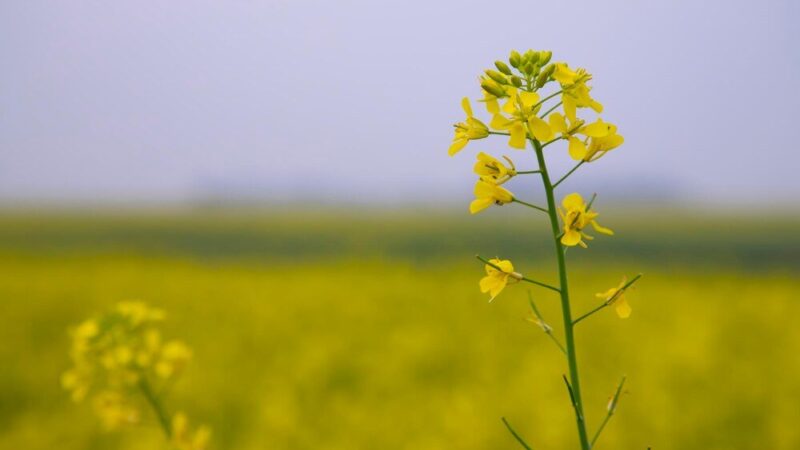 Kiedy siać gorczycę na nawóz zielony – terminy i praktyczne wskazówki