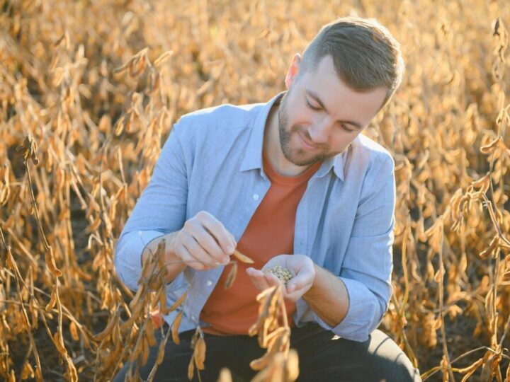 Kiedy siać jęczmień ozimy – terminy, normy wysiewu, praktyczne wskazówki