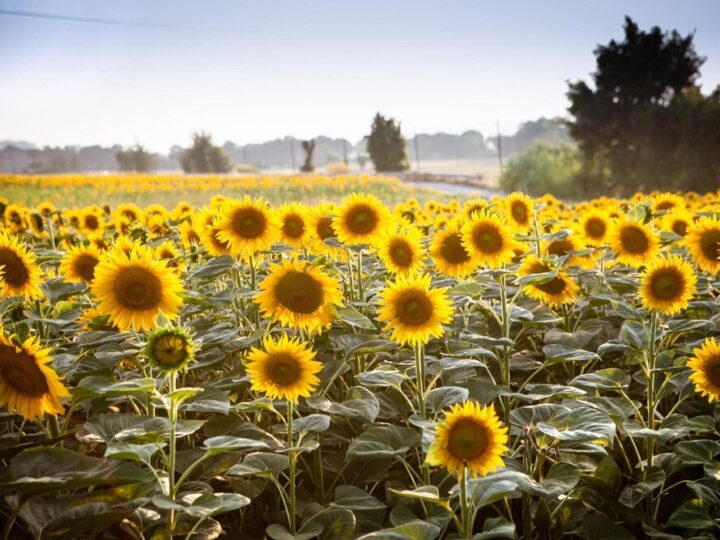 Kiedy siać słonecznik – najlepsze terminy i warunki