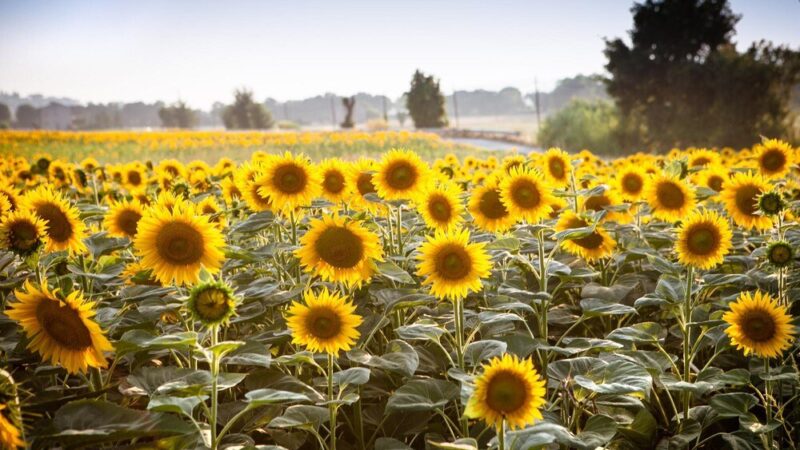 Kiedy siać słonecznik – najlepsze terminy i warunki