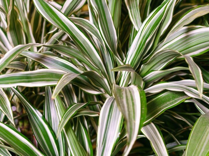 Mączniak na dracenie – jak rozpoznać i zwalczać?